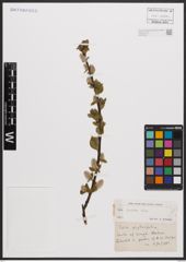 Salix bicolor Ehrh. ex Willd.